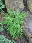 მწვანე დეკორატიული მცენარეები თივა სურნელოვანი Fern გვიმრები, Dennstaedtia სურათი