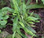 verde Le piante ornamentali Blechnum felci foto