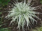 Orchard grass, Cocksfoot