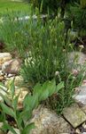 green Ornamental Plants Agropyron, Wheat Grass cereals Photo