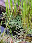 Mosquito Plant, Mosquito Fern