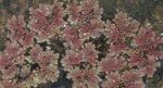 burgundy,claret Mosquito Plant, Mosquito Fern, Azolla Photo