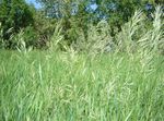 Photo Scented holy grass, Sweetgrass, Seneca Grass, Vanilla Grass, Buffalo Grass, Zebrovka Cereals description