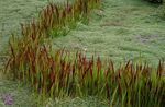 rosso Le piante ornamentali Erba Cogon, Satintail, Giapponese Erba Sangue graminacee, Imperata cylindrica foto