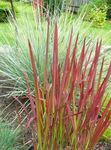 Cogon Grass, Satintail, Japanese Blood Grass