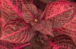 rouge des plantes décoratives Feuillesang, Le Gésier De Poulet, Iresine Photo