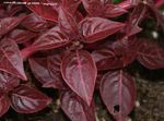 Photo Bloodleaf, Chicken Gizzard Leafy Ornamentals description