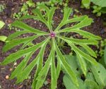 verde Le piante ornamentali Triturati Pianta Ombrello ornamentali a foglia, Syneilesis aconitifolia, Cacalia aconitifolia foto