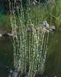 Foto Patiesais Bulrush Ūdensaugi apraksts