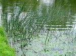 緑色 観賞植物 真ホタルイ 水生植物, Scirpus lacustris フォト