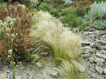 Photo Plume Herbe, L'aiguille De L'herbe, La Stipe Des Céréales la description