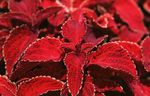 Coleus, Ortie Flamme, L'ortie Peint