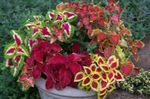 multicolor Ornamental Plants Coleus, Flame Nettle, Painted Nettle leafy ornamentals Photo