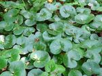 Asarabacca, European Wild Ginger