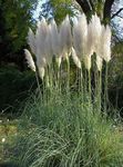 verde Le piante ornamentali Pampa graminacee, Cortaderia selloana foto