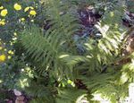 green Ornamental Plants Lady fern, Japanese painted fern, Athyrium Photo