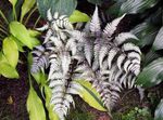 silvery Ornamental Plants Lady fern, Japanese painted fern, Athyrium Photo