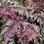 burgundy,claret Ornamental Plants Lady fern, Japanese painted fern, Athyrium Photo