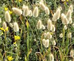 Hare's Tail Grass, Bunny Tails