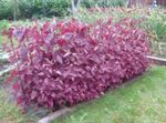 vinoso Le piante ornamentali Orach Rosso, Spinaci Di Montagna ornamentali a foglia, Atriplex nitens foto