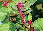 Photo Red Orach, Mountain Spinach Leafy Ornamentals description