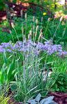 Photo Foxtail grass Cereals description