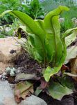 Hart's Tongue Fern