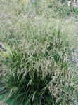 Photo Tufted Hairgrass, Golden Hairgrass, Hair Grass, Hassock Grass, Tussock Grass Cereals description