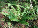 Black Lady Fern