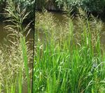 Striped Manna Grass, Reed Manna Grass