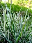 Photo Striped Manna Grass, Reed Manna Grass Aquatic Plants description