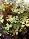 light green Ornamental Plants European Water Fern, Water Clover aquatic plants, Marsilea quadrifolia Photo