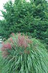 verde Le piante ornamentali Eulalia, Erba Nubile, Zebra Erba, Silvergrass Cinese graminacee, Miscanthus sinensis foto