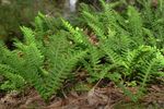 verde Le piante ornamentali Polypody Comuni, Roccia Polipodio felci, Polypodium foto