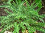 Hart's tongue fern 