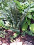 Photo Hard shield fern, Soft shield fern  description