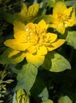 yellow Ornamental Plants Cushion spurge leafy ornamentals, Euphorbia polychroma Photo