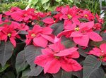 Foto Poinsettia, Noche Buena, , Flor De Navidad Decorativo-Foliáceo descripción