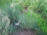 Blue Oat Grass