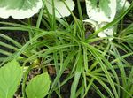 verde Le piante ornamentali Lucciola ornamentali a foglia, Luzula foto