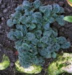 foncé-vert des plantes décoratives Bugle, Bugleweed, Tapis Bugle les plantes décoratives et caduques, Ajuga Photo