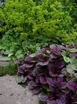 burgúine, claret plandaí ornáideach Bugle, Bugleweed, Bugle Cairpéad ornamentals leafy, Ajuga Photo