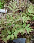 Sensitive Fern, Bead Fern