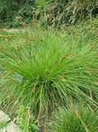zelena Ukrasne Biljke Šaš ukrasno lisnata, Carex Foto