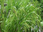 მწვანე დეკორატიული მცენარეები ისლი დეკორატიული და ფოთლოვანი, Carex სურათი