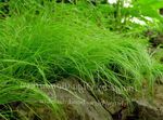 Carex, Juncia