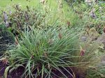 vert des plantes décoratives Carex, Joncs des céréales Photo