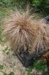 New Zealand Hair Sedge