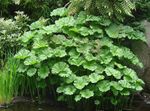 foto Planta Guarda-Chuva, Ruibarbo Indiano Plantas Ornamentais Folhosos descrição