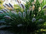 fotografie Čínština Kašna Tráva, Pennisetum Obilí popis